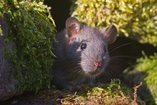 Brown rat emerging from mossy rock hole 2. Apr. '20.