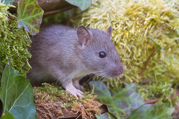 Brown rat emerging from ivy mossy rock hole 4. Apr. '20.