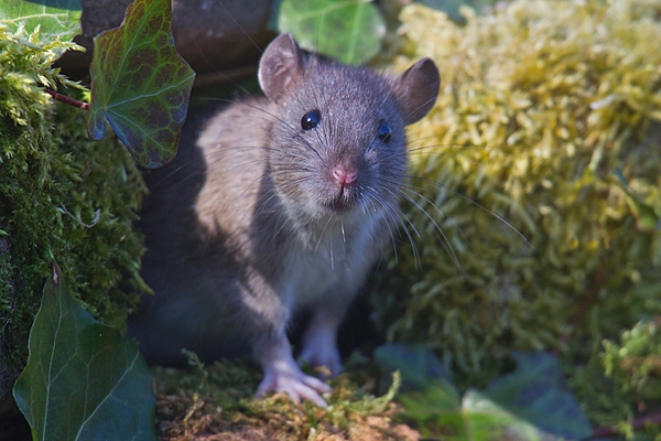 Brown rat emerging from ivy mossy rock hole 2. Apr. '20.