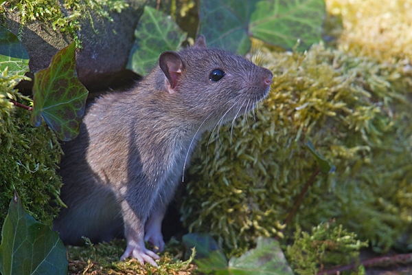 Brown rat emerging from ivy mossy rock hole. Apr. '20.