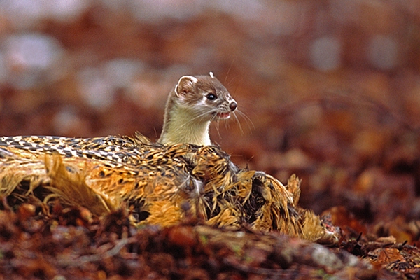 Stoat and pheasant prey 2.