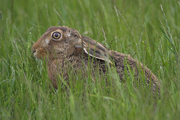 Brown Hare.