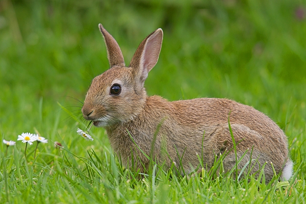 Young Rabbit with daisy. July, '20.
