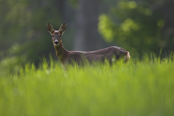 Roe Deer,doe.