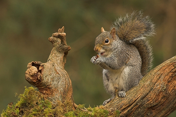 Grey Squirrel,sat eating nut.