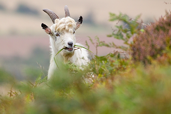 Wild Goat youngster 2. Sept. '20.