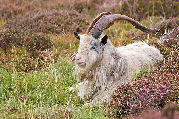The Boss wild goat resting. Sept. '20.