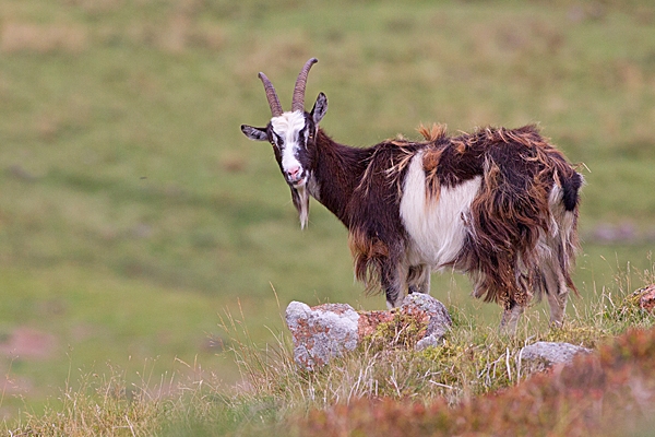 Wild goat and rock. Sept. '20.