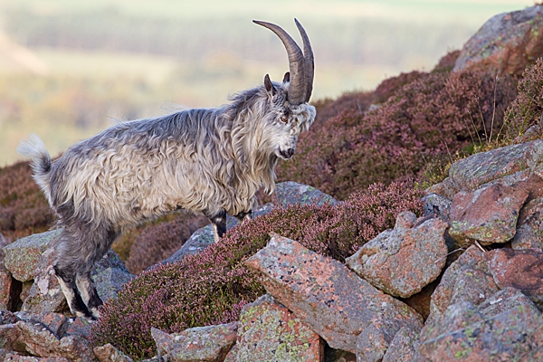 Wild billy goat 3 T2. Sept. '20.
