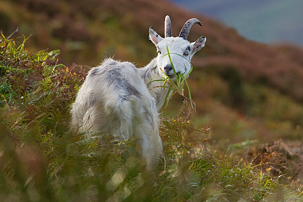 Wild nanny goat with grass 2. T3. Oct. '20.