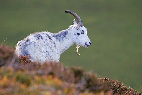 Wild nanny goat. T3. Oct. '20.