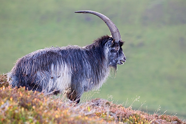 Wild billy goat 2. T3. Oct. '20.