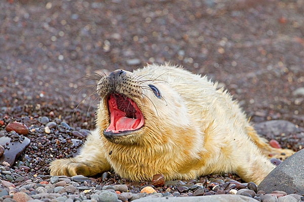 Grey Seal pup calling on the shingle. Nov. 20.
