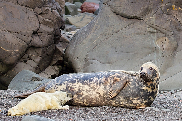Grey Seal cow feeding pup. Nov. '20.