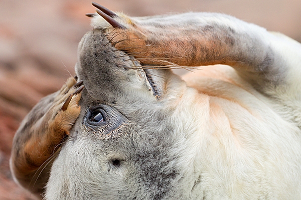 Grey Seal pup head and claws. Nov. '20.