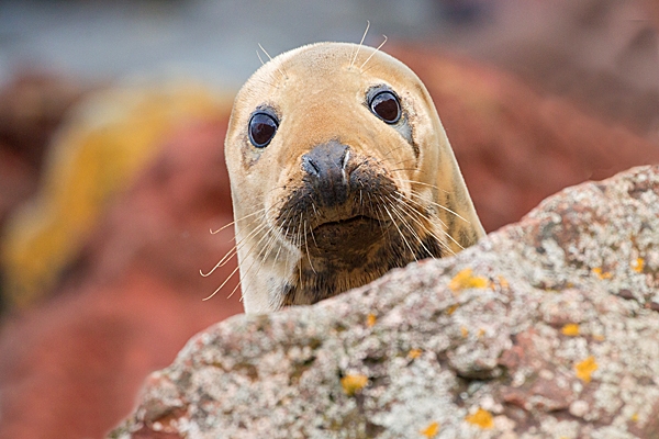 Grey Seal cow and colourful rocks. Nov. '20.