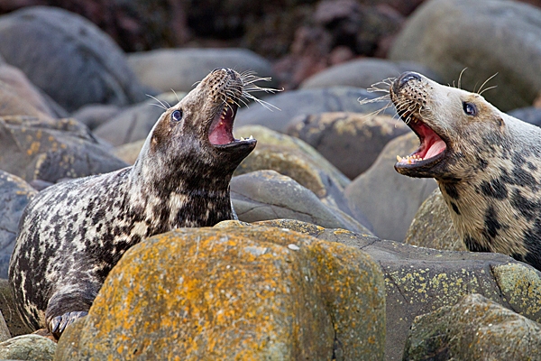 Grey Seal cows aggression. Nov. '20.