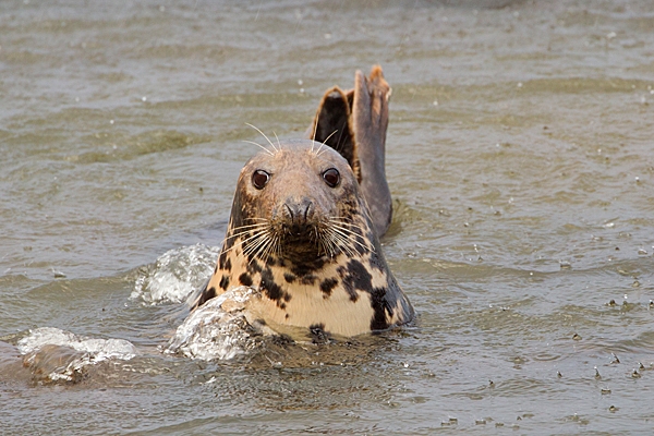 Grey Seal cow relaxing in the rain. Nov. '20.