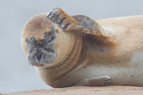 Common Seal 2. Oct. '22.