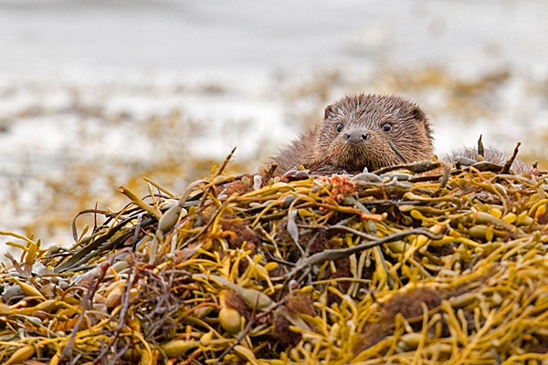 Young Otter 6. Oct. '22.