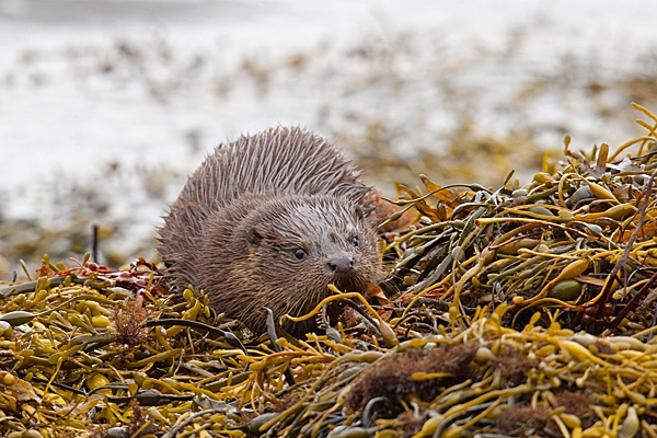 Young Otter 4. Oct. '22.