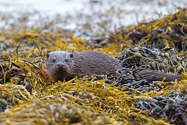 Young Otter 1. Oct. '22.