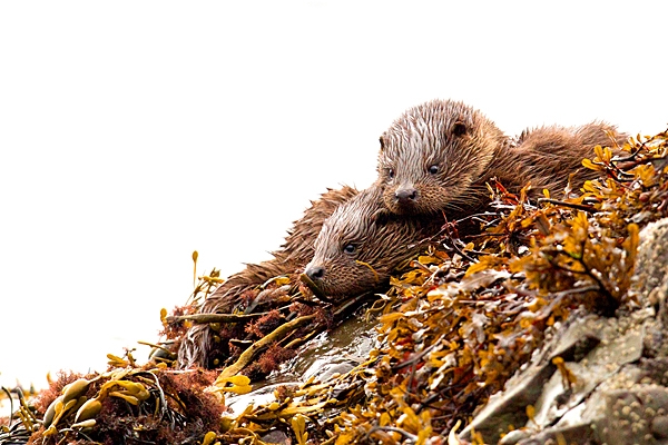 2 young Otters 4. Oct. '22.