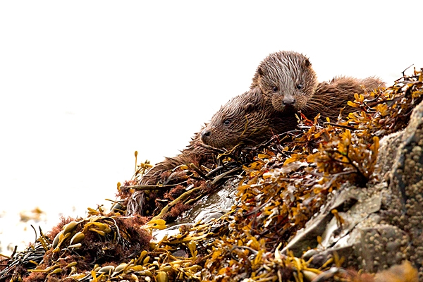 2 young Otters 3. Oct. '22.