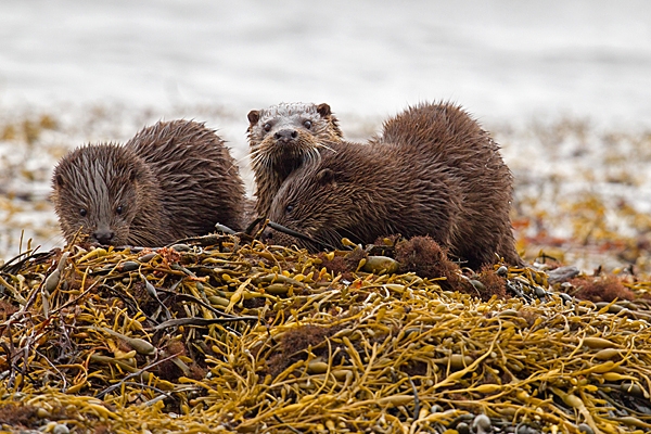 Otter mum and 2 cubs 6. Oct. '22.