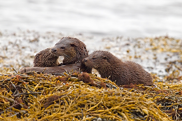 Otter mum and 2 cubs 5. Oct. '22.