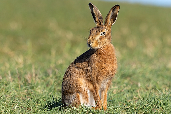 Brown Hare sat looking back. Mar. '23.