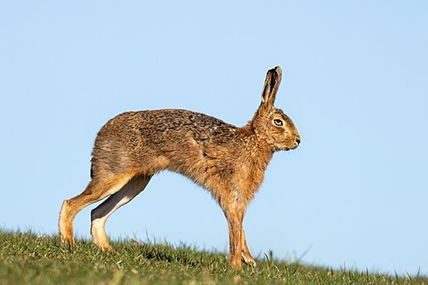 Brown Hare stretching. Mar. '23.