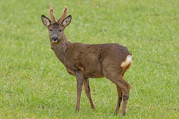 Roe buck. Mar. '23.