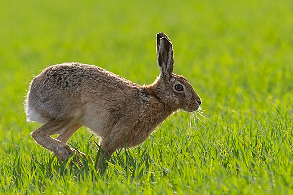 Brown Hare on the move. Apr. '23.