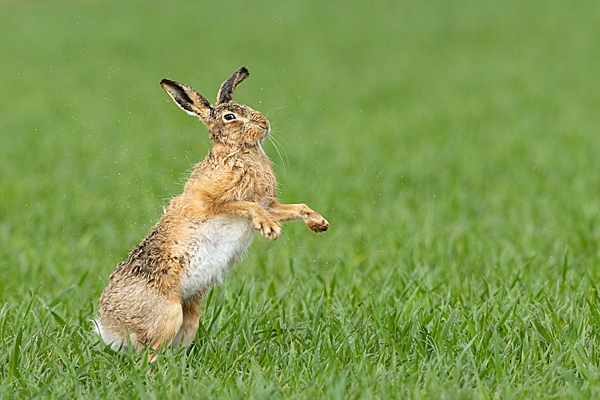 Brown Hare shaking off the rain. Apr. '23.