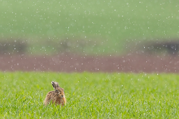 Brown Hare lying down in hail 3. Apr. '23.