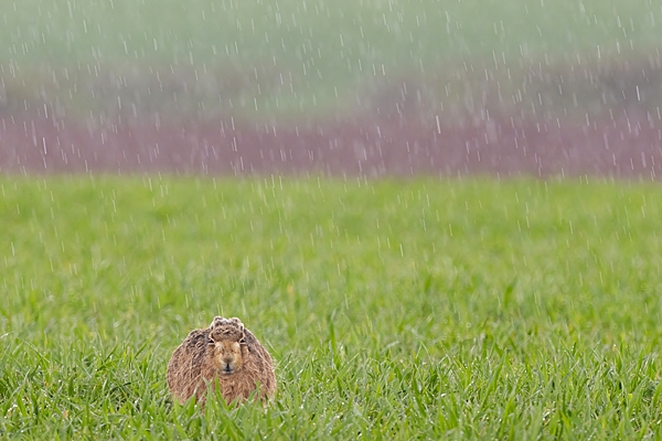 Brown Hare lying down in hail 2. Apr. '23.
