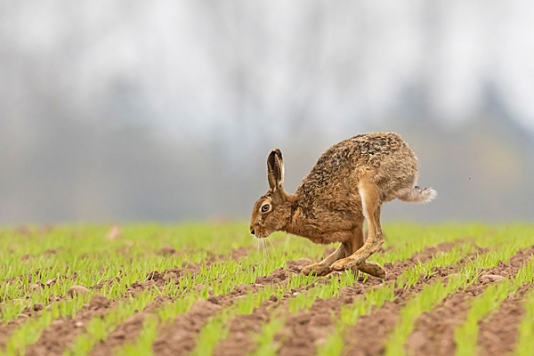 Brown Hare running. Apr. '23.