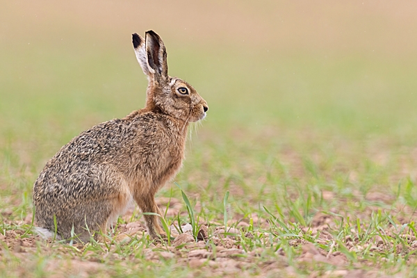 Brown Hare sat in crop field. Apr. '23.