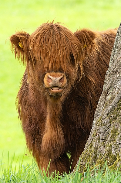 Highland Coo calf. May. '23.