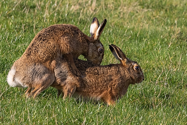 Frisky Brown Hares 3. Feb. '24.