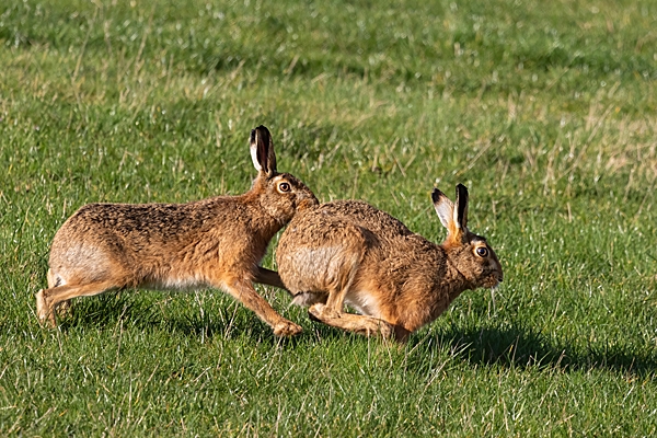 Frisky Brown Hares 1. Feb. '24.