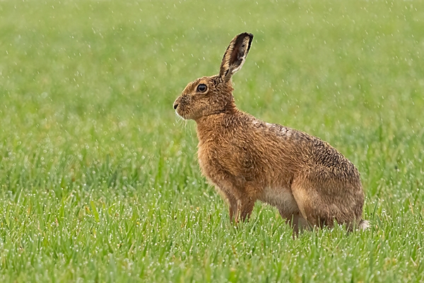 Brown Hare in the rain. Apr. '24.