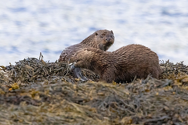 2 Otters and eel. May. '24.