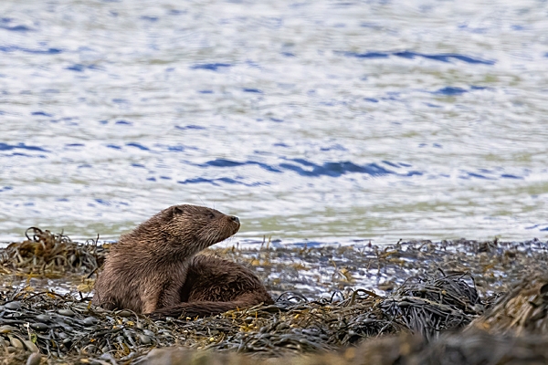 Otter on seaweed. May. '24.