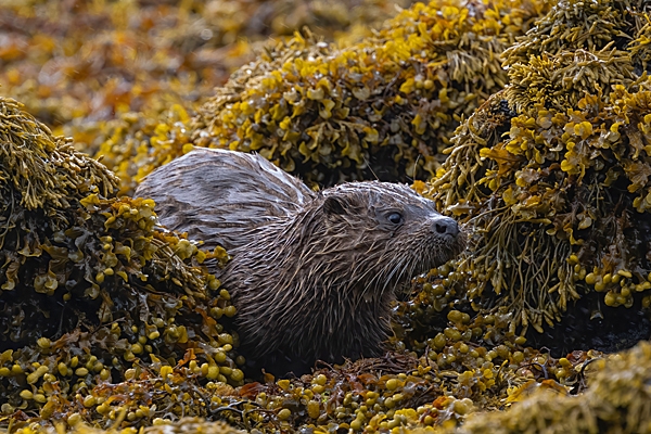 Otter out of seaweed 2. May. '24.