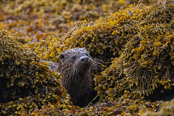 Otter out of seaweed 1. May. '24.