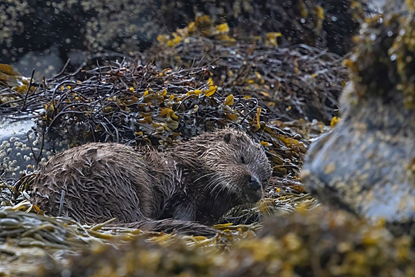 Otter sleeping on seaweed bed. May. '24.