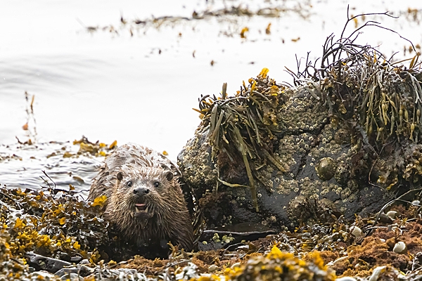 Otter emerging onto seaweed. May. '24.