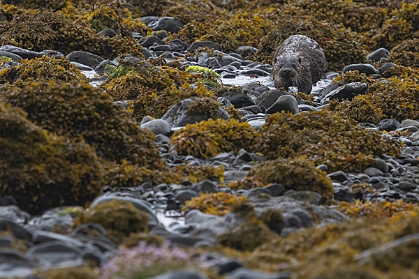 Otter coming up stream. May. '24.